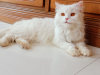 Persian Cat for sale